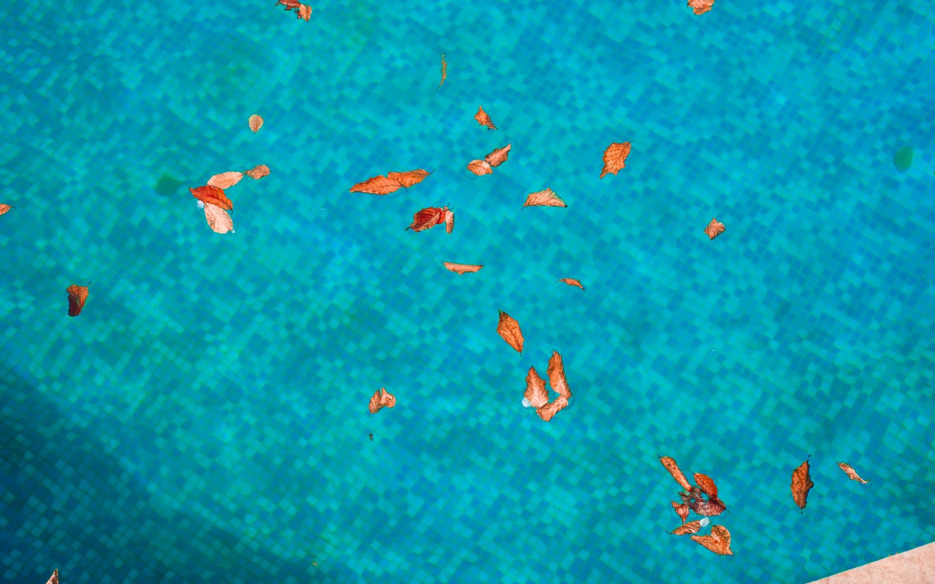 entretien naturelle piscine