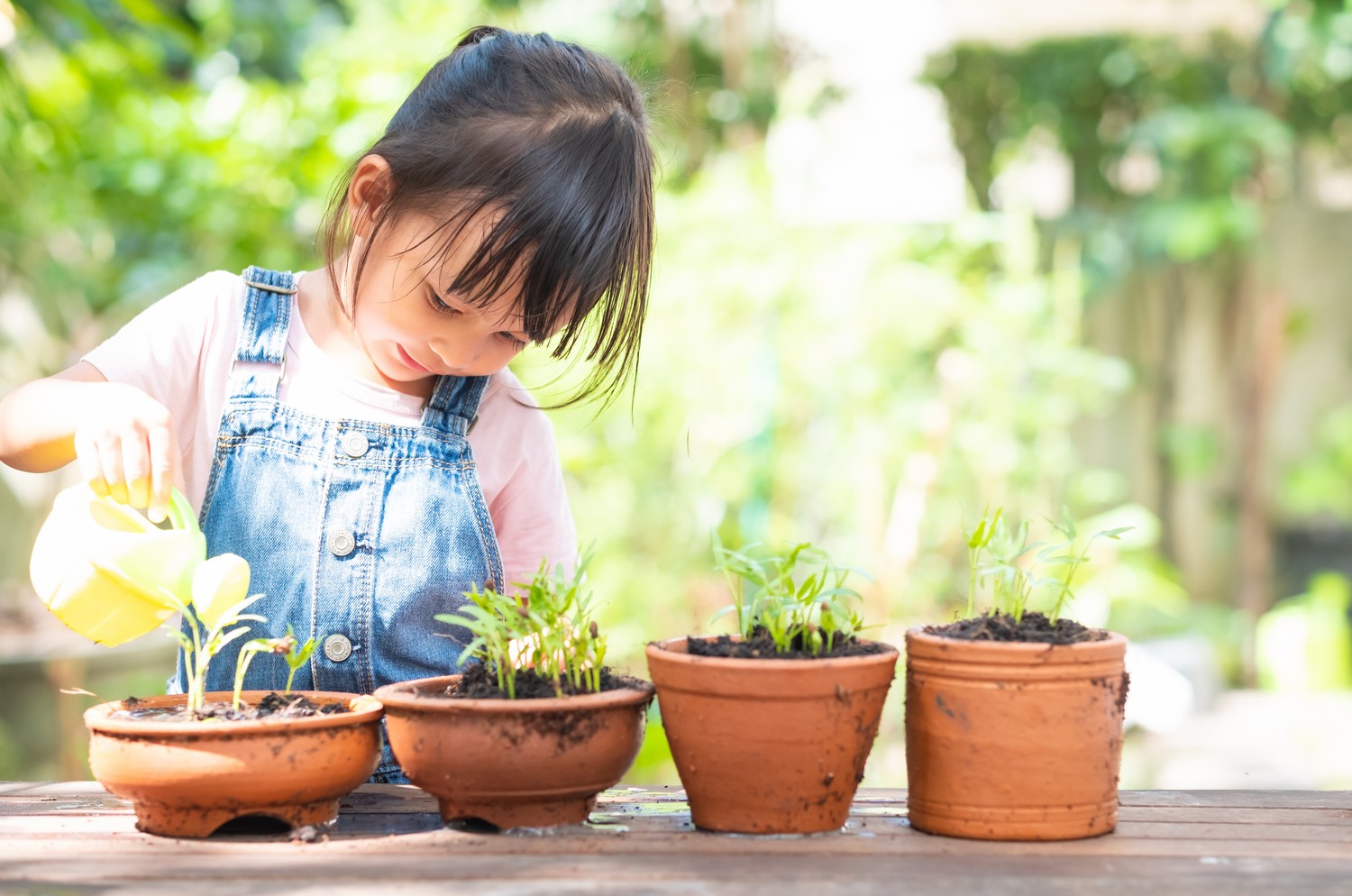 entretien plantes