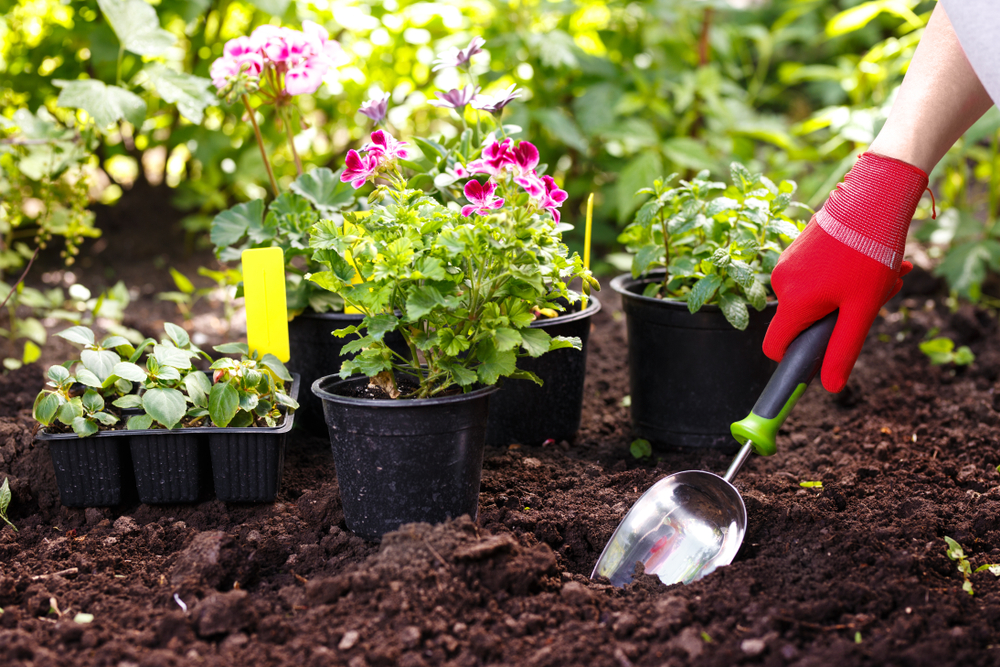 entretien plante