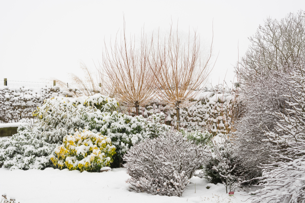 hiver jardin